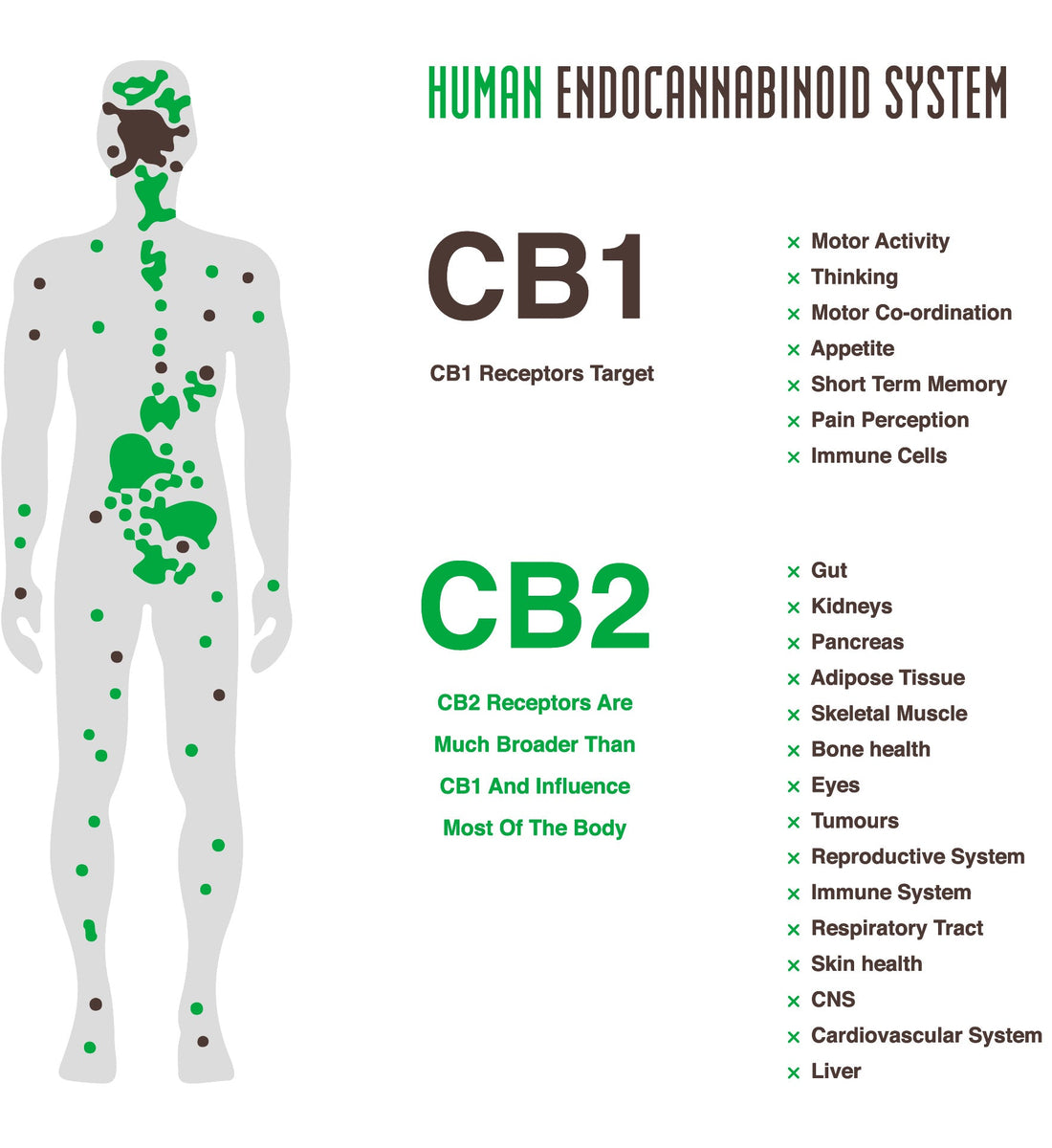 The science behind plant-based relief for pain, inflammation, sleep, and stress - Patched Up