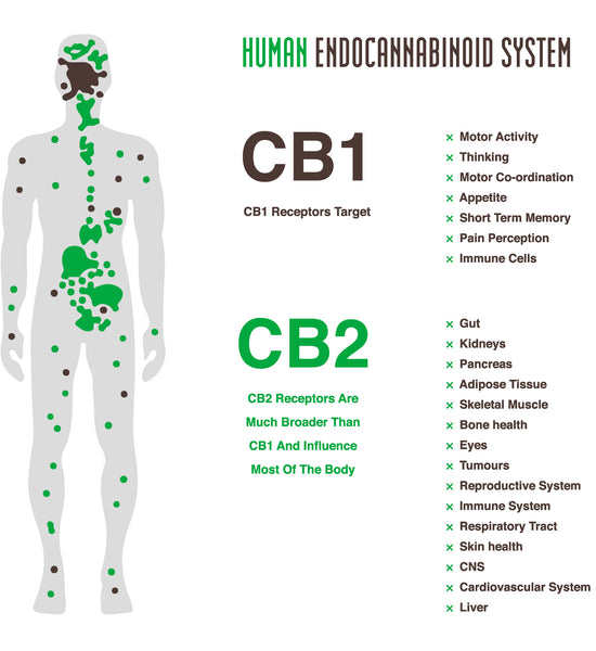 Diagram of the body’s endocannabinoid system showing receptors for pain, inflammation, mood, and sleep balance.